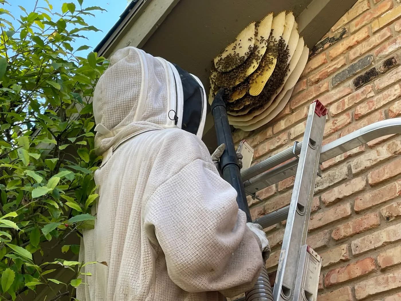 Shel's Honey Bees performing a live bee removal from a wall