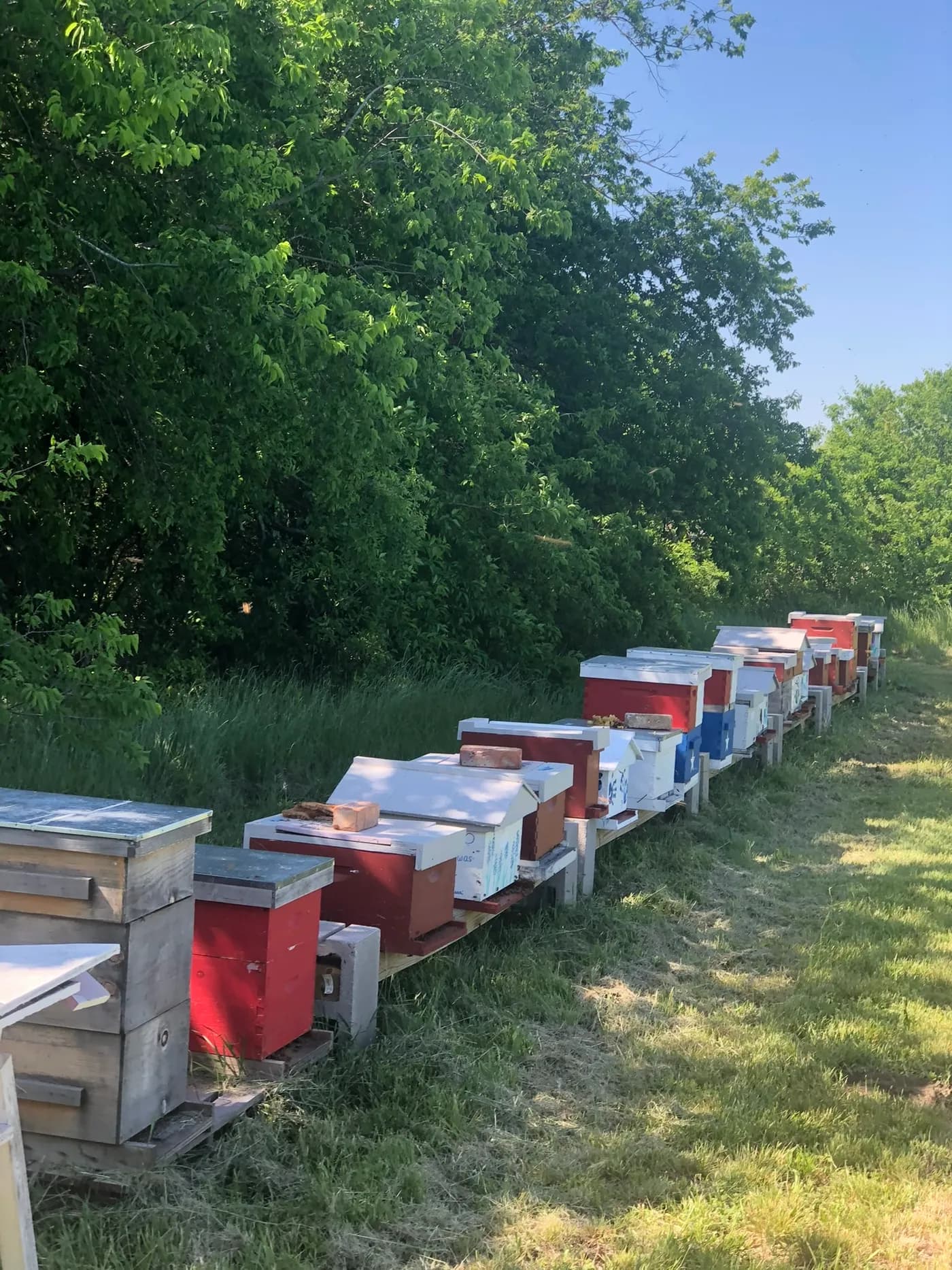 Row of colorful beehive boxes in our apiary