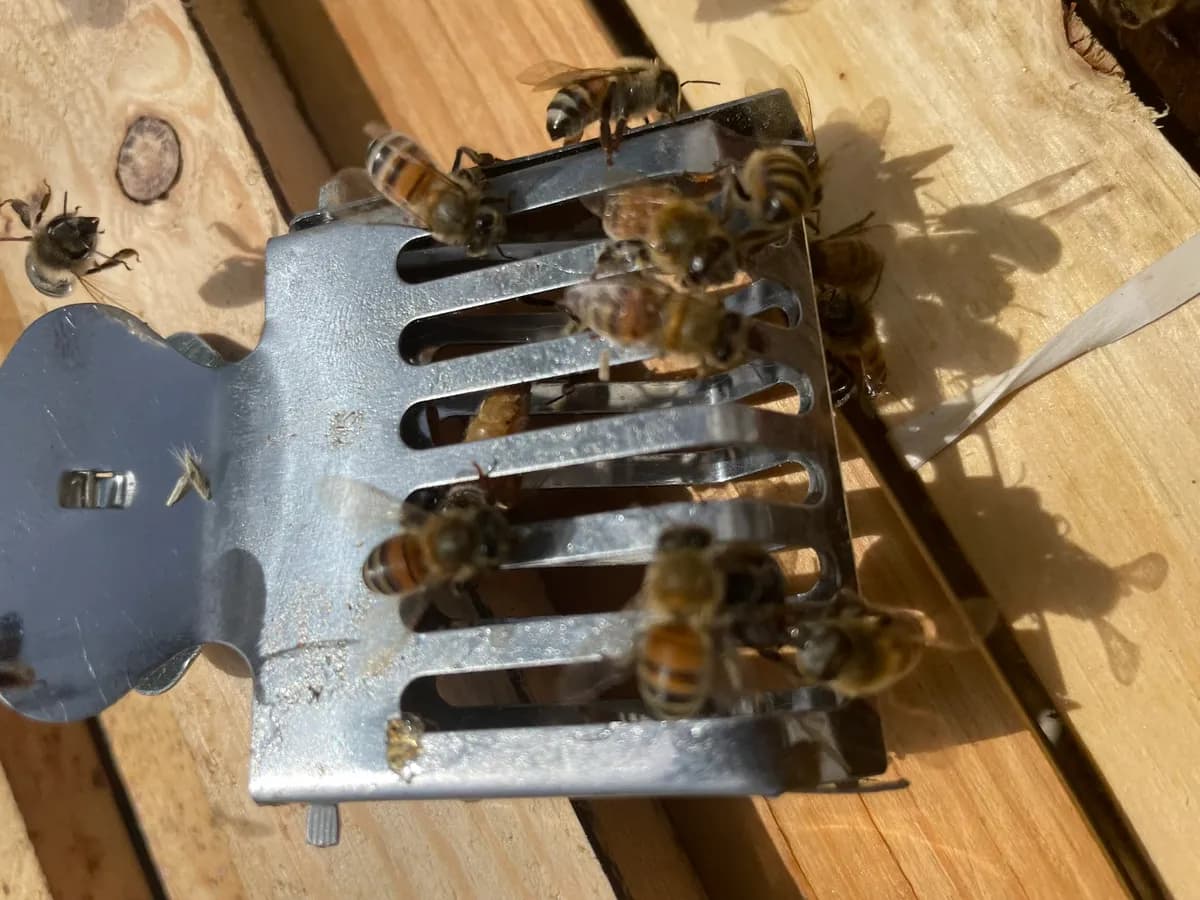 Queen cage with worker bees surrounding it