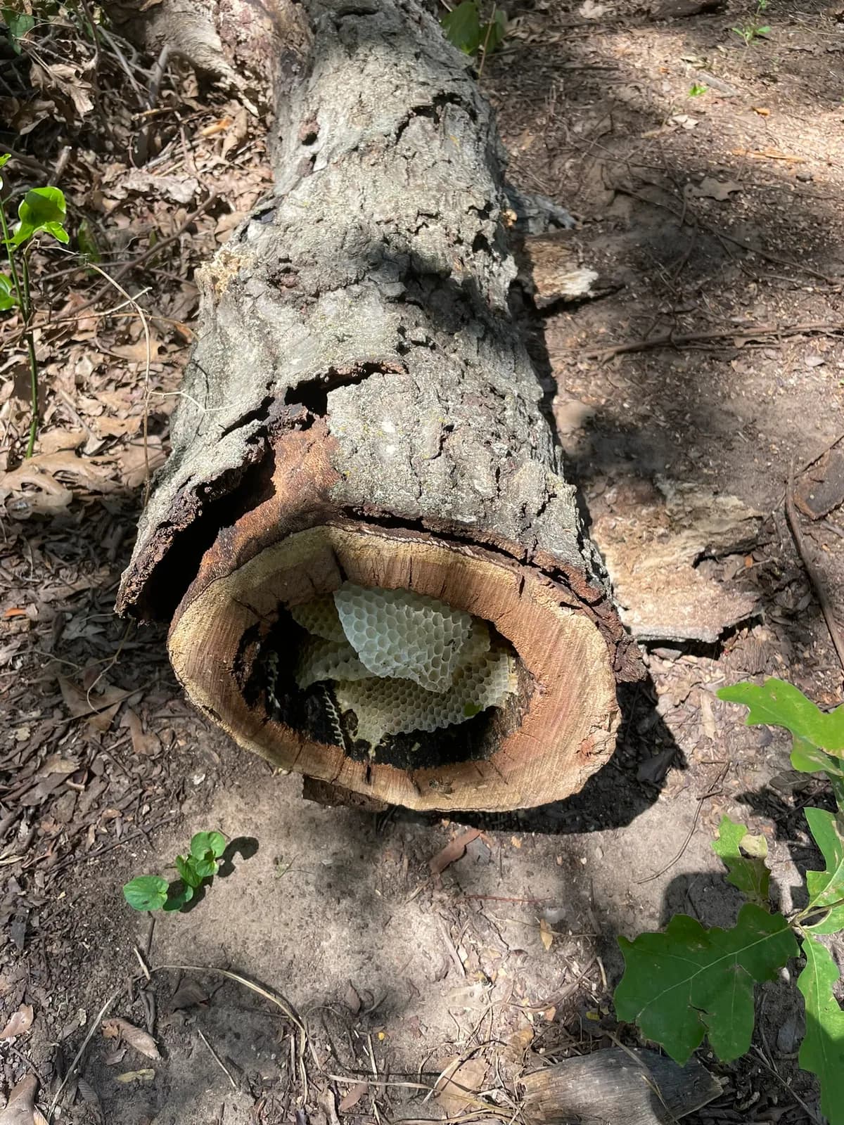 Natural bee colony inside hollow log