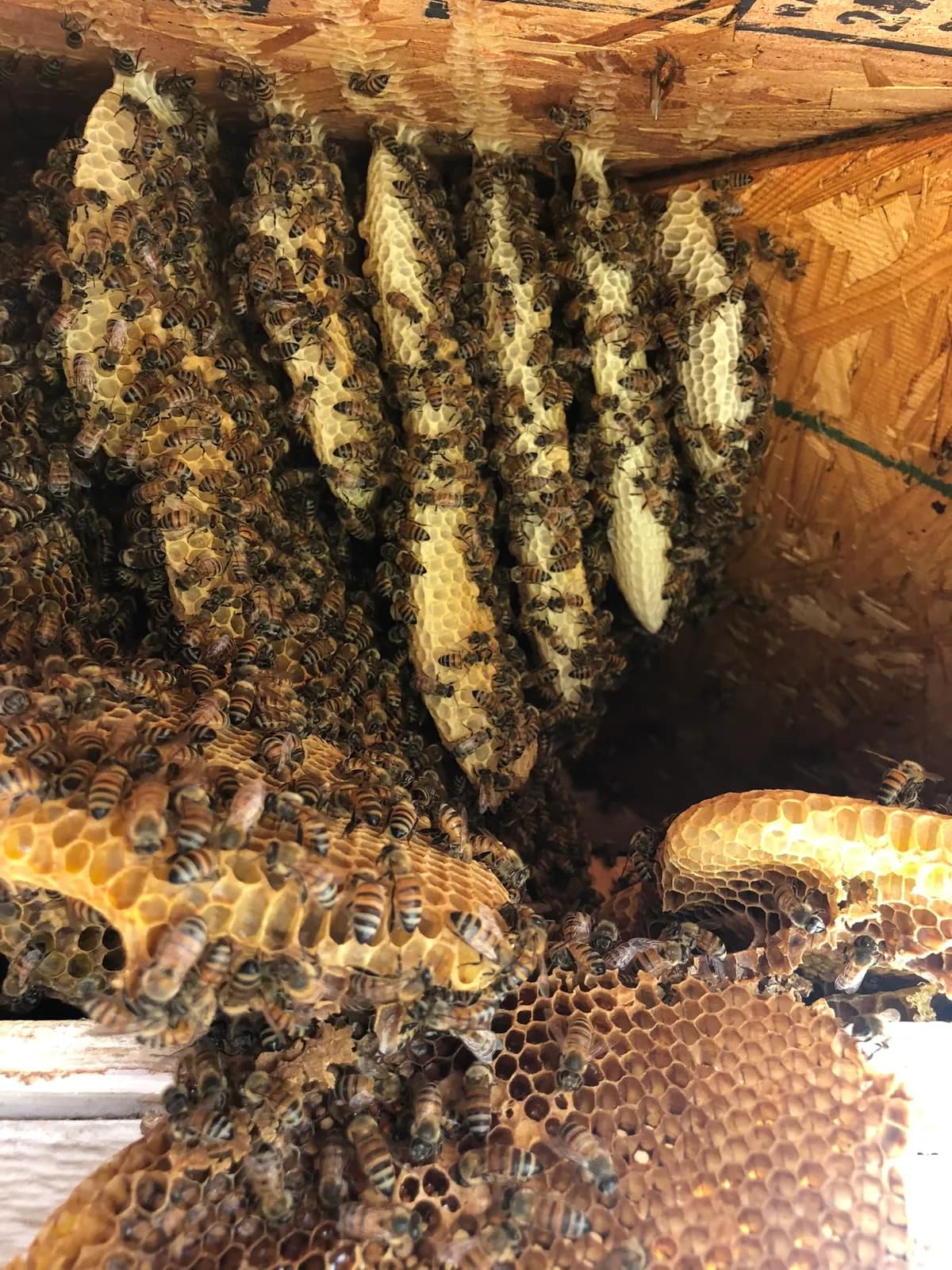 Bee colony inside building structure
