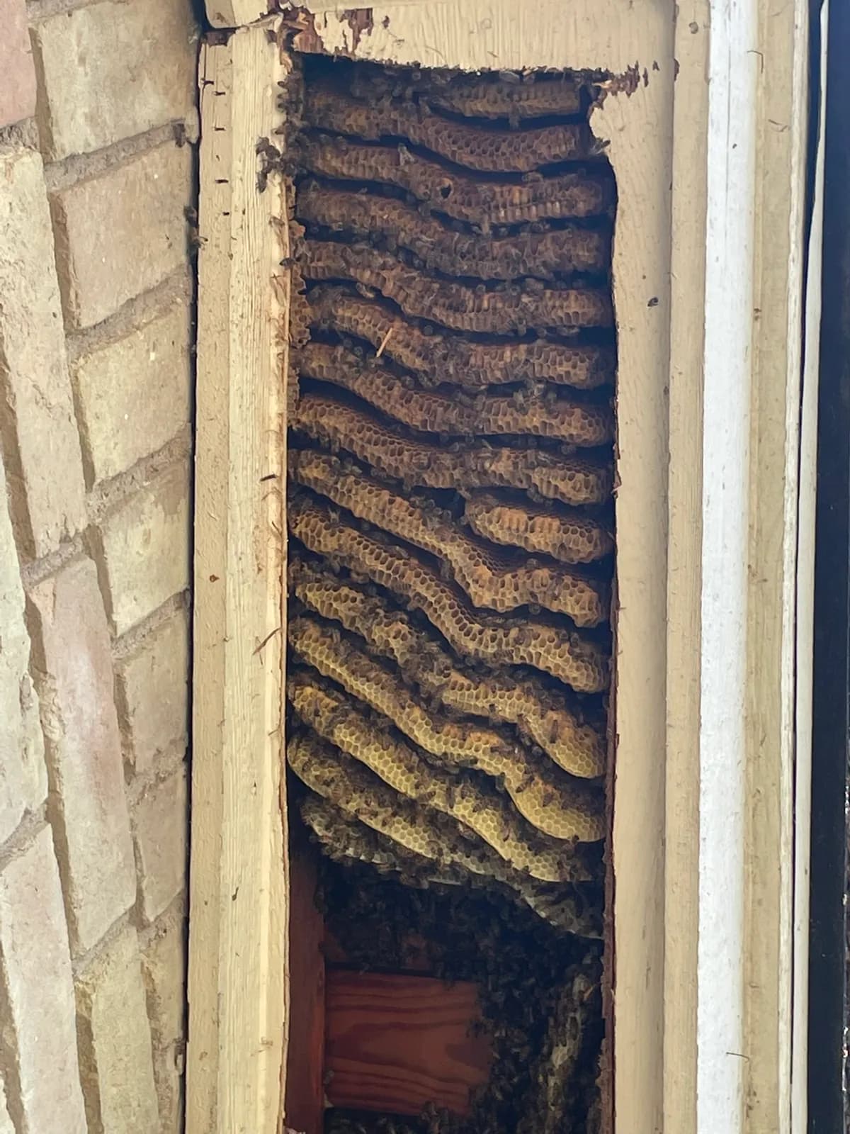 Layered honeycomb inside wall cavity