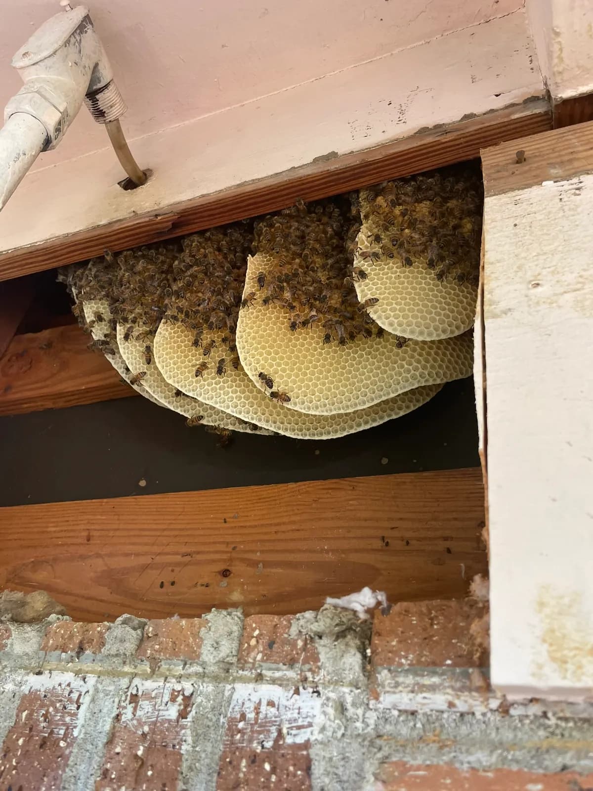 Fresh white honeycomb under soffit