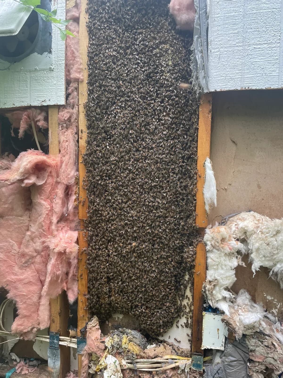 Large bee colony in wall with insulation
