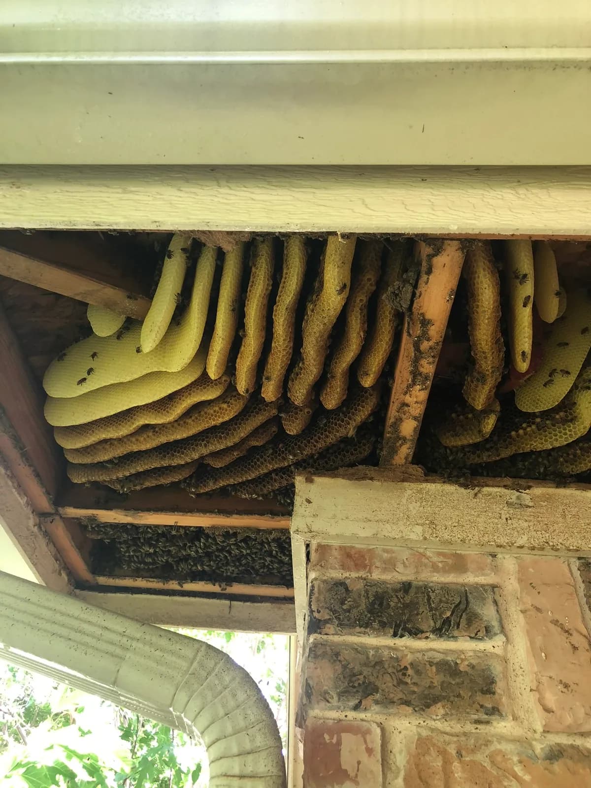 Massive honeycomb in home soffit