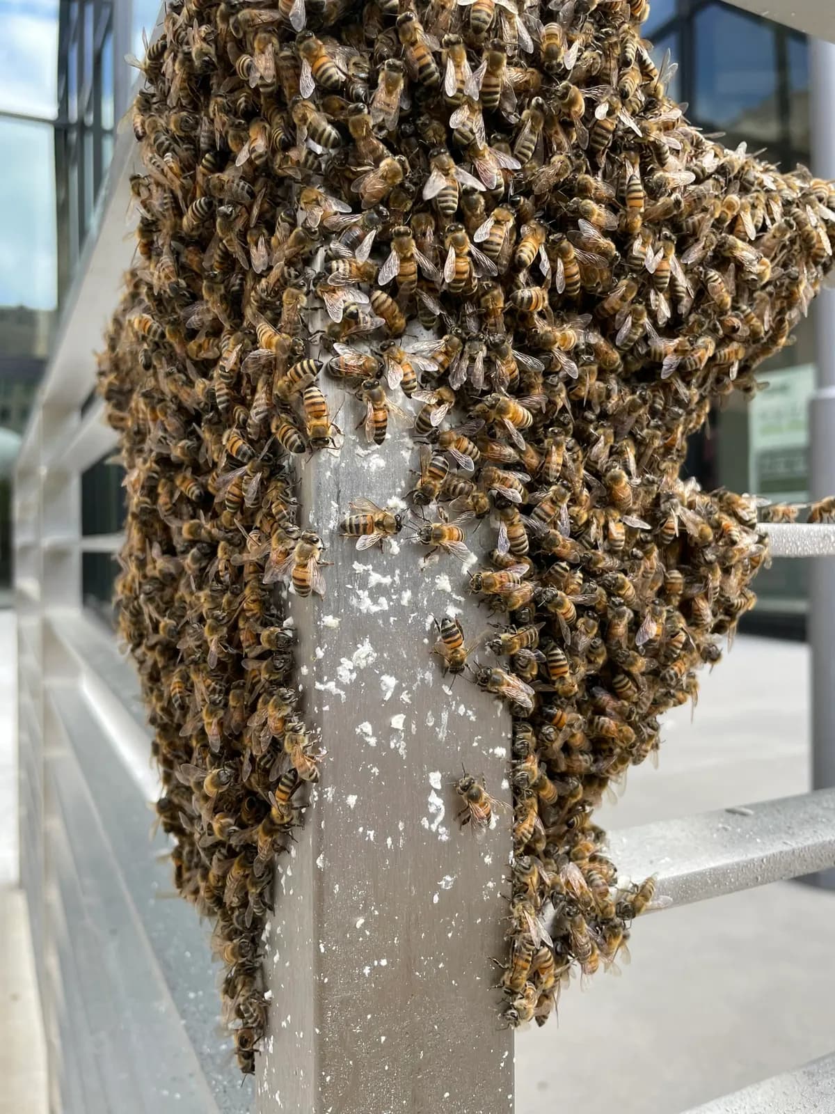 Bee swarm on metal railing