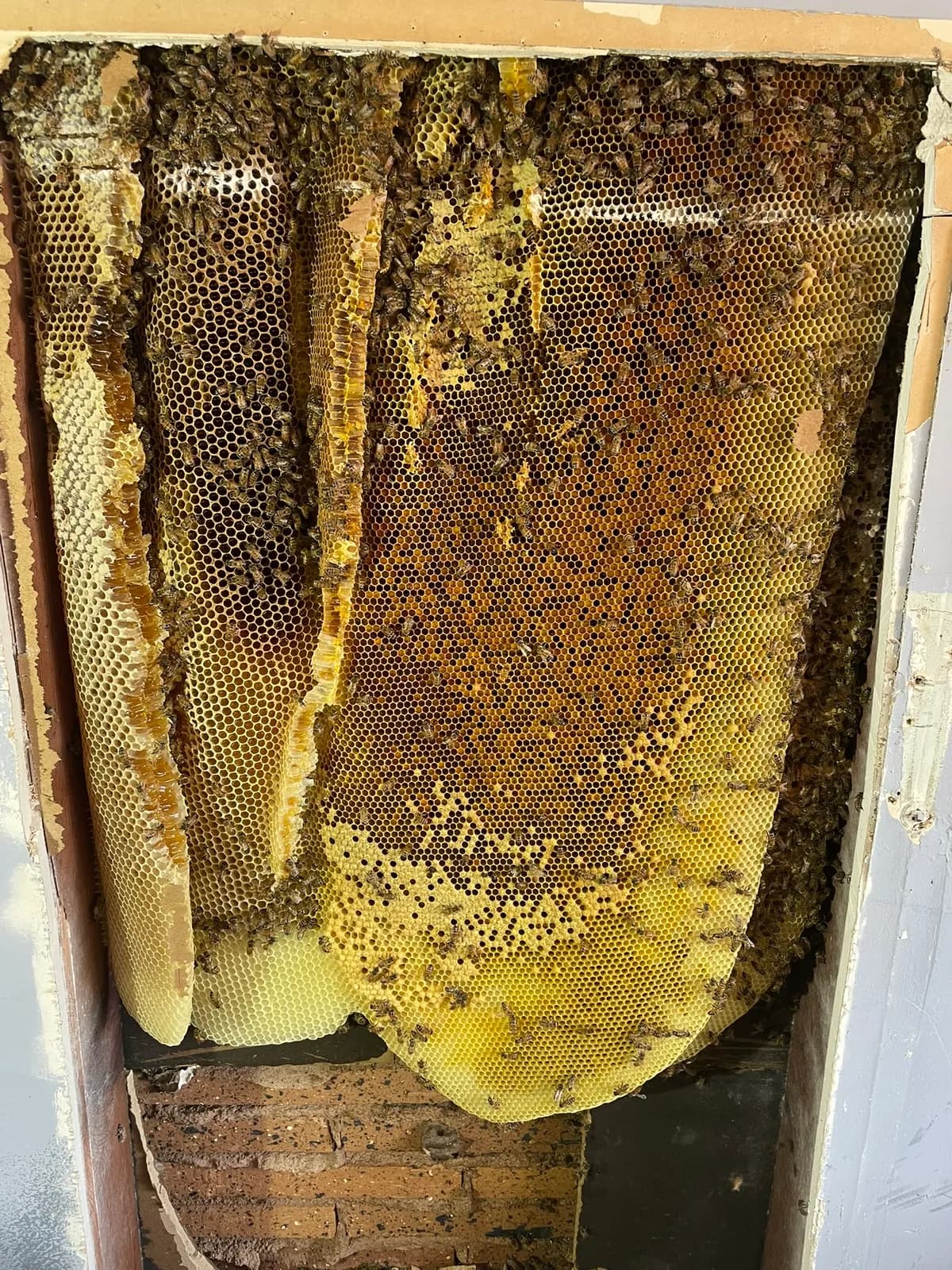 Honeycomb colony exposed inside a wall