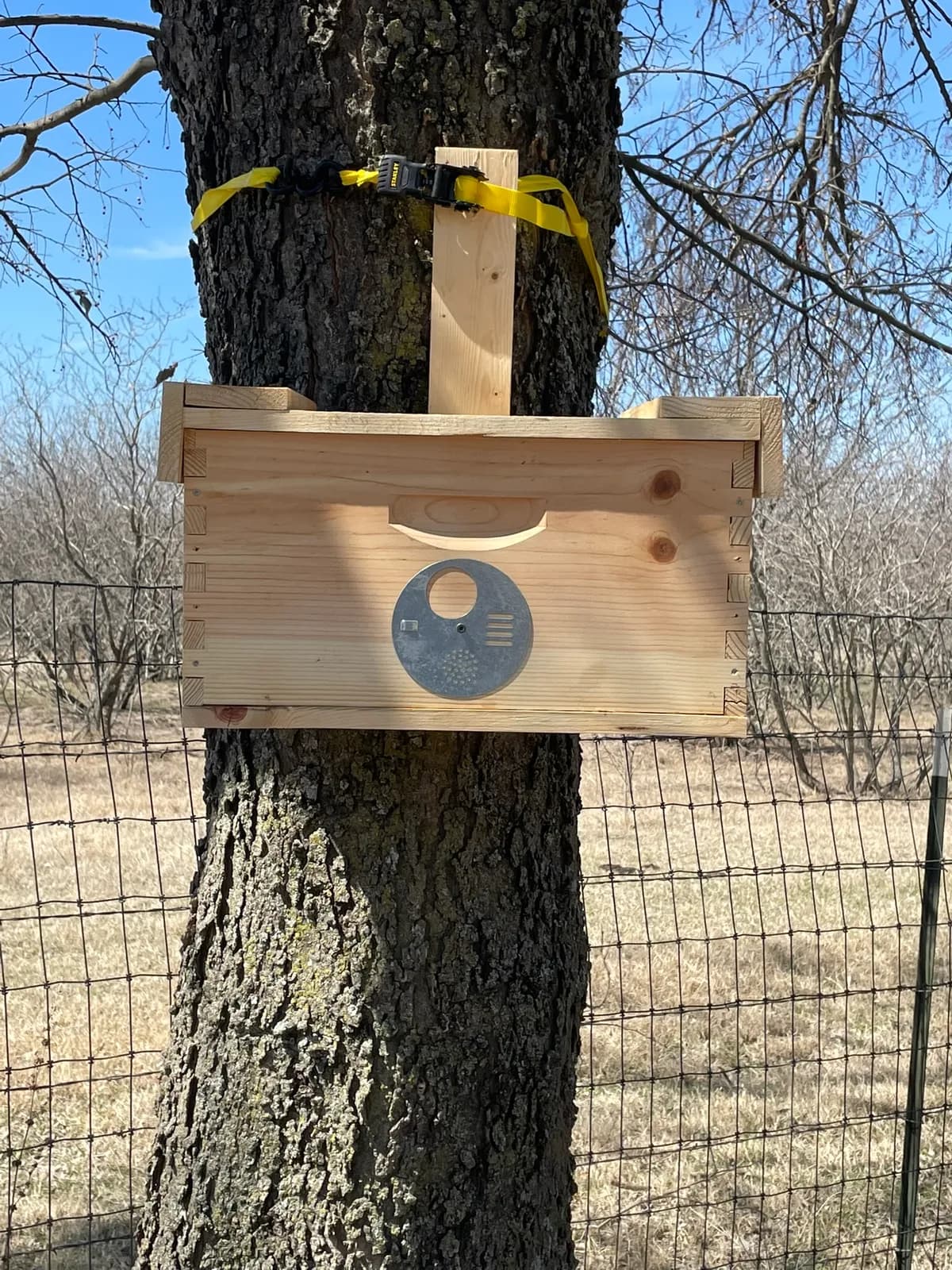 Honey bee hotel strapped to a tree trunk