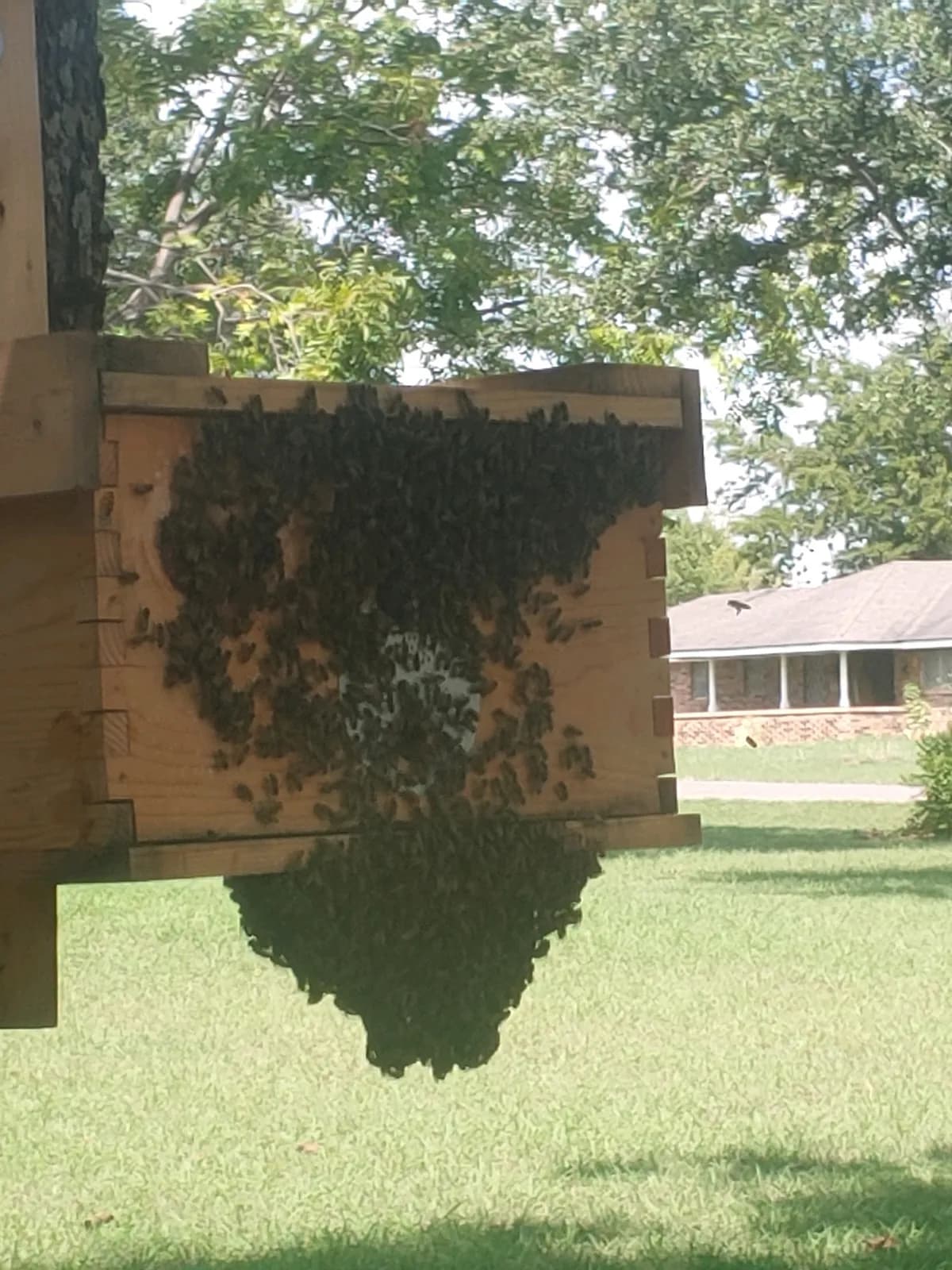 Bees bearding on a swarm trap
