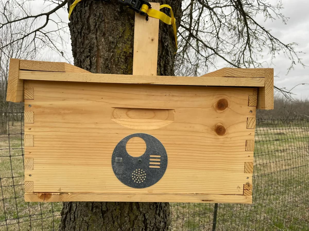 Wooden nuc box swarm trap in a tree