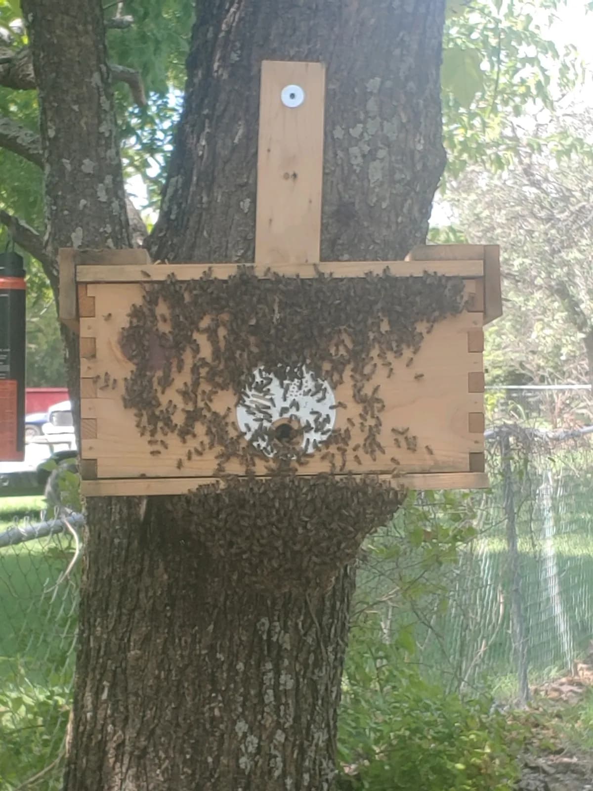 Bee hotel on tree with bees entering
