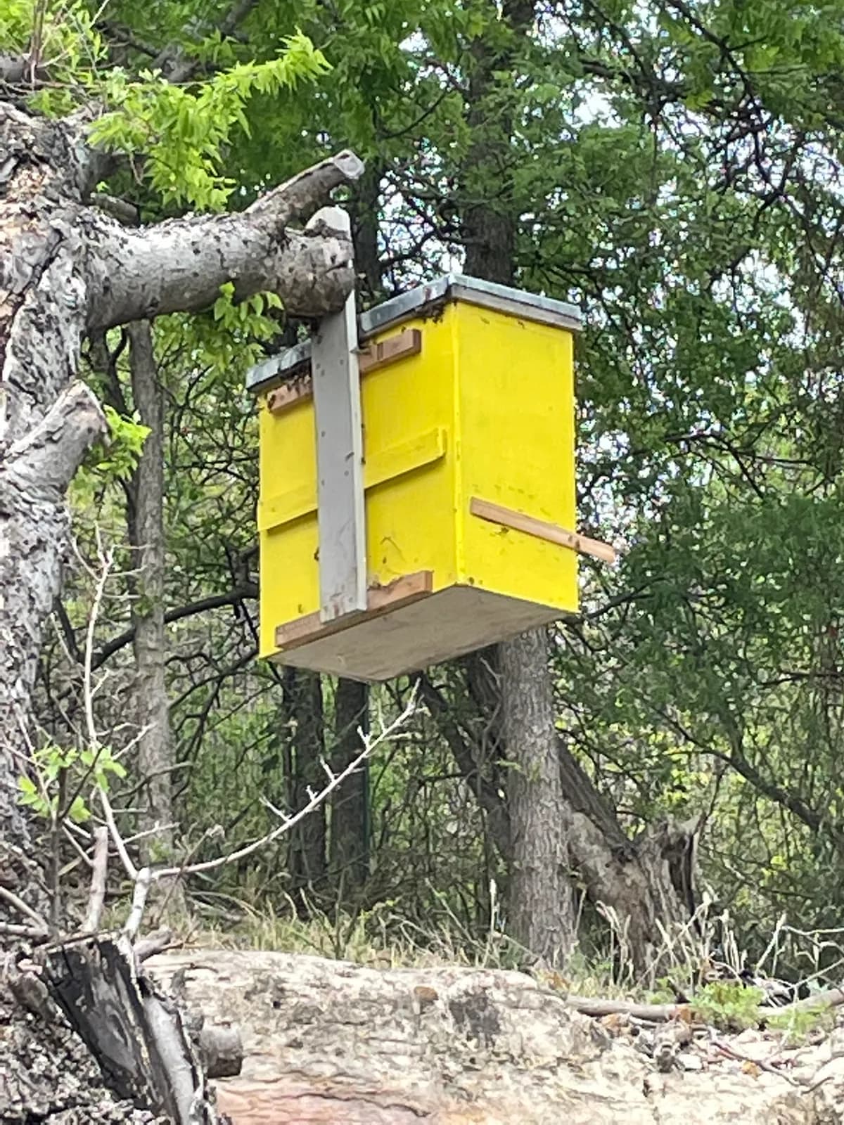 Yellow bee hotel mounted in tree