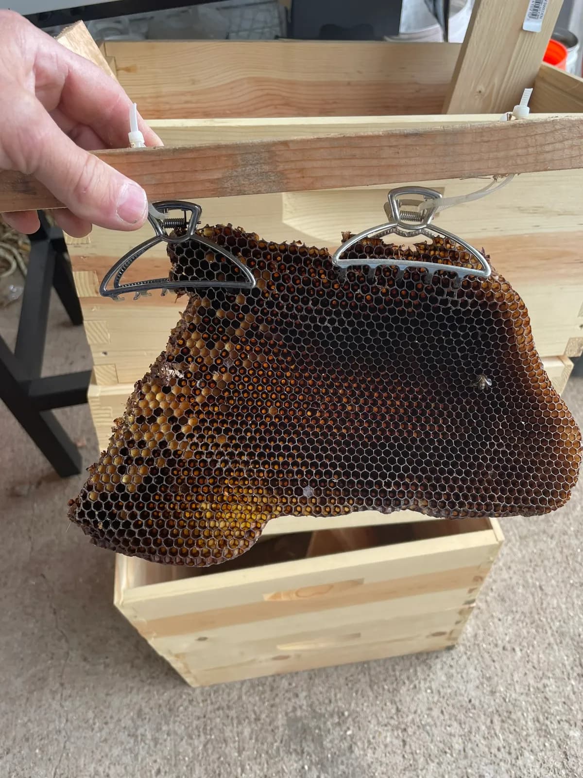 Honeycomb section filled with honey