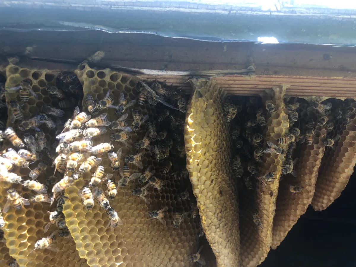 Close-up of fresh honeycomb with bees