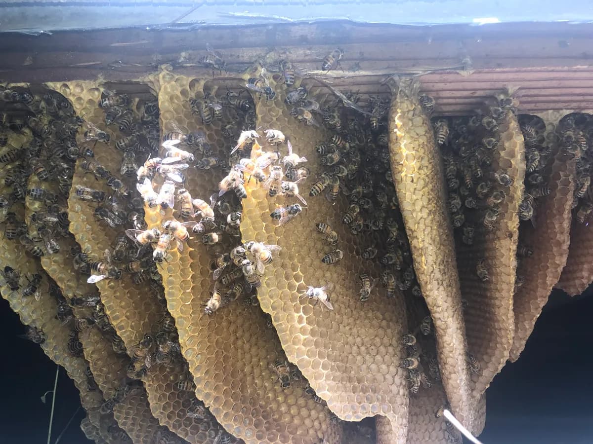 Golden honeycomb with bees — fresh from the hive